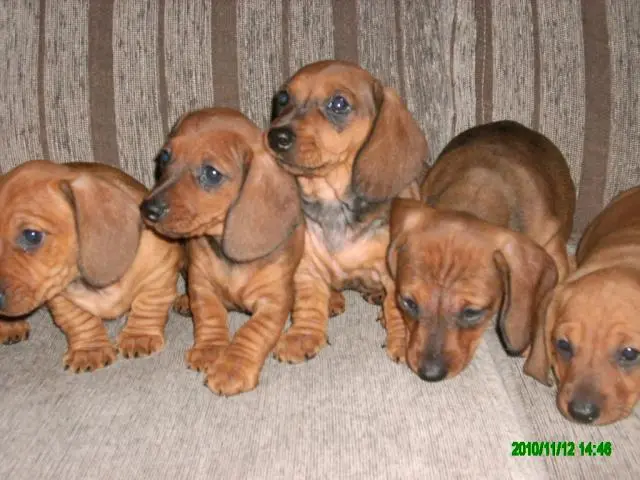 VENDO LINDOS FILHOTES DE LINGUICINHA, PAIS NO LOCAL