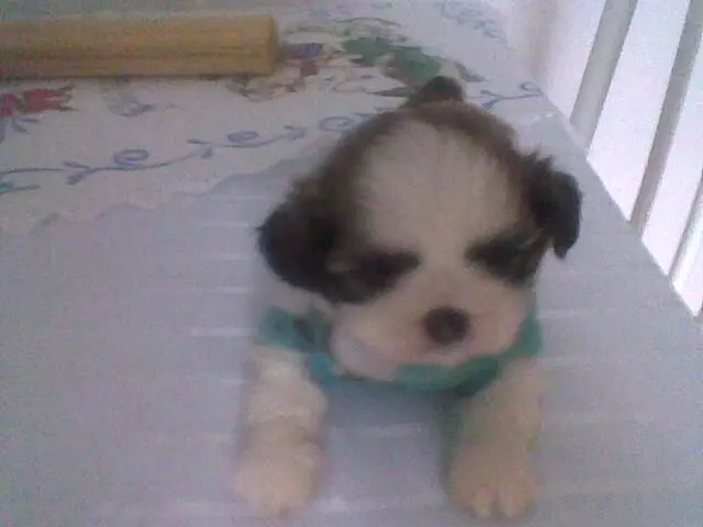 SHIH TZU MENOR TAMANHO
