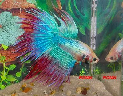 PEIXES BETTAS PARA FESTAS E ANIVERSÁRIOS