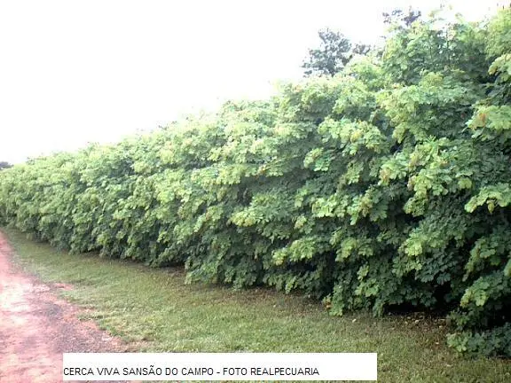 PROTEJA SUA PROPRIEDADE GASTANDO POUCO COM CERCA VIVA SANSÃO DO CAMPO