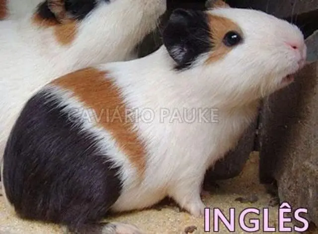 FILHOTES DE PORQUINHO DA INDIA
