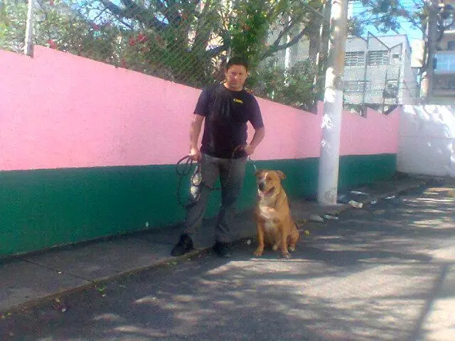 ADESTRADOR DE CAES RJ ADESTRADOR DE CAES RIO DE JANEIRO
