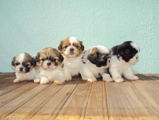 VENDO FILHOTES DE SHIH-TZU. ESCOLHA O SEU
