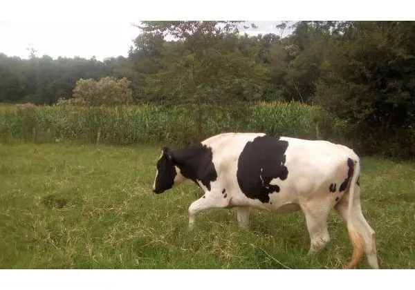 Novilhas girolando inseminadas