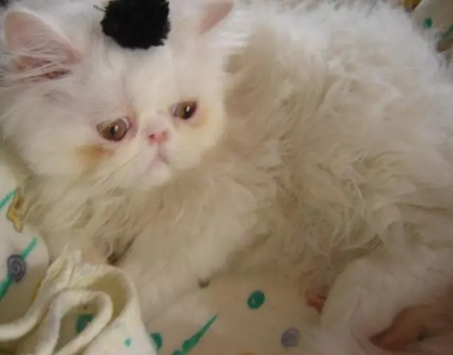 Para tudo que está fazendo gatos persa estou vedendo