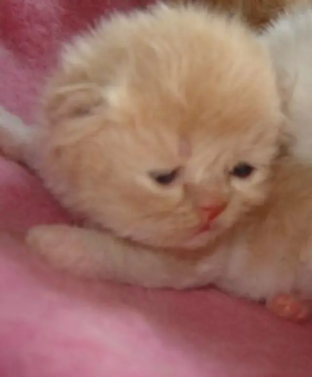 FAÇA SUPRESA para QUEM VC AMA FILHOTES DE GATOS PERSA