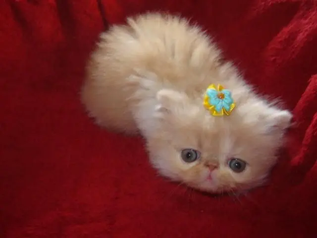 NESTE NATAL EU QUERO SER SEU GATOS PERSA A VENDA