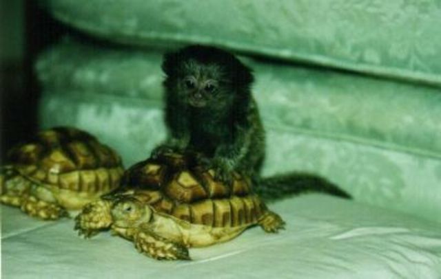 esquilos macacos - prego, sagüi macacos e chimpanzés para adopção