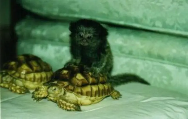 esquilos macacos - prego, sagüi macacos e chimpanzés para adopção