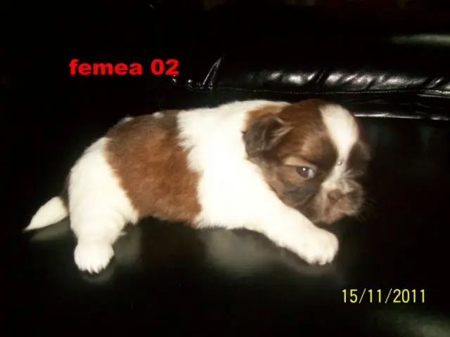shih-tzu femea branca e chocolate o verdadeiro menor porte