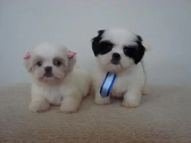 LINDOS FILHOTES DE LHASA APSO, MACHOS