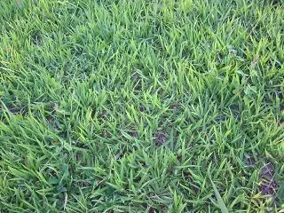 GRAME SEU SITIO, CHÁCARA, EMPRESA OU FAÇA SEU CAMPO DE FUTEBOL Com SEMENTES
