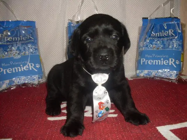canilgrassini de labrador retriever no rio de janeiro