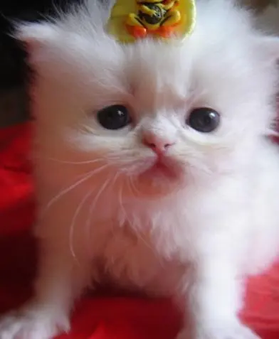SEU DIA VAI FICAR ILUMINADO GATOS PERSA A VENDA