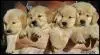 FILHOTE DE GOLDEN RETRIEVER