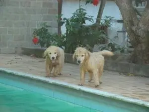 FILHOTE DE GOLDEN RETRIEVER