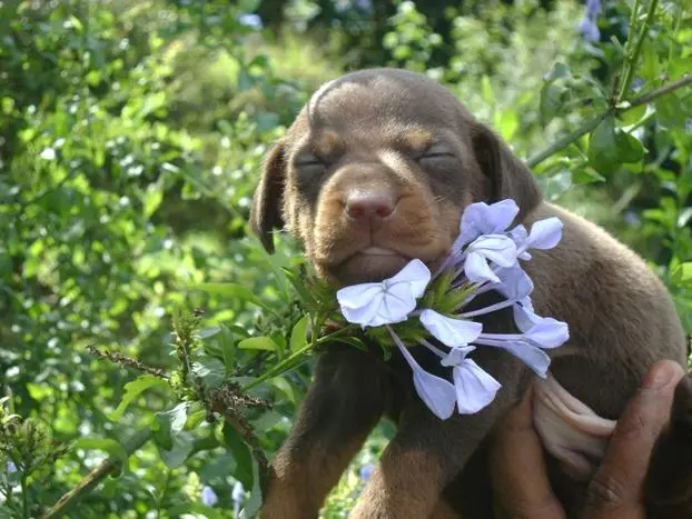 PINSCHER MINIATURA O PEQUENO CÃO DE GUARDA