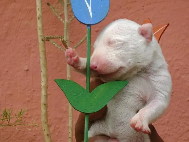 BULL TERRIER DEDICAÇÃO TOTAL A VOCÊ