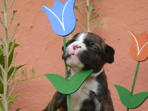 BULLDOG FRANCÊS BAIXINHO FORA DE SÉRIE