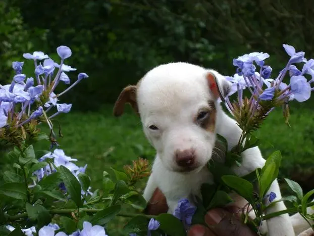 AMERICAN FOX TERRIER MINIATURA PEQUENO INTRÉPIDO E CORAJOSO