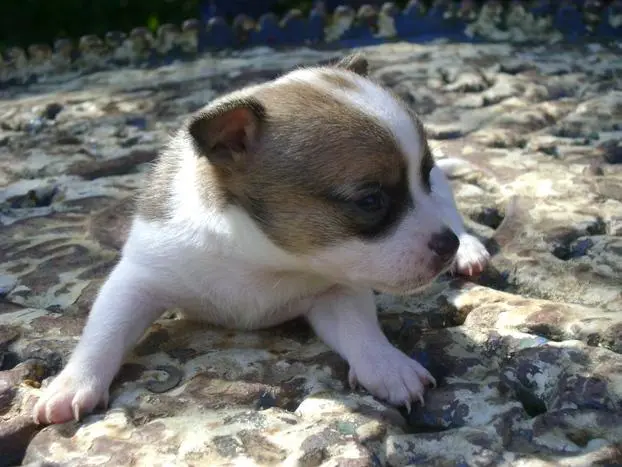 CHIHUAHUA UM CARA ESPERTO