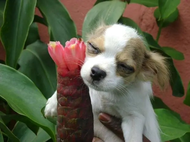 CHIHUAHUA UM CARA ESPERTO