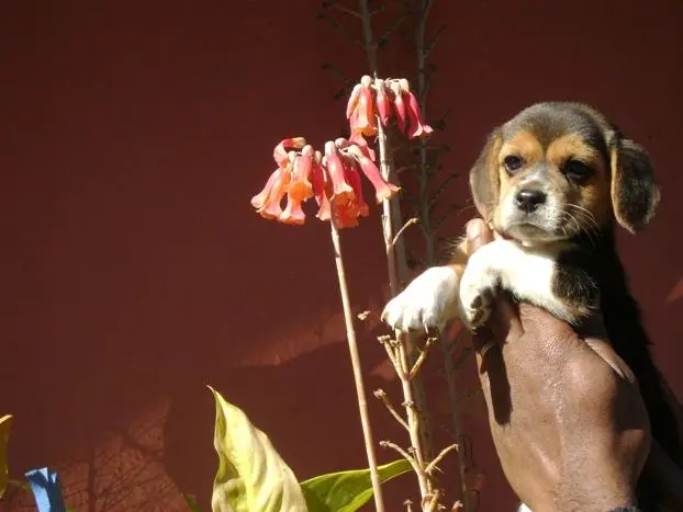 BEAGLE A ETERNA CRIANÇA