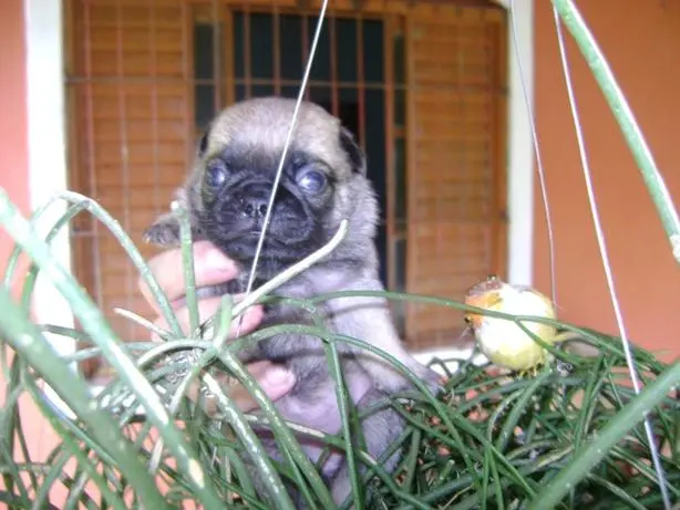 PUG UM BRINQUEDO DE VERDADE