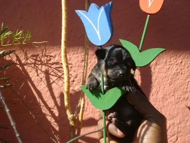 PINSCHER MINIATURA O PEQUENO CÃO DE GUARDA