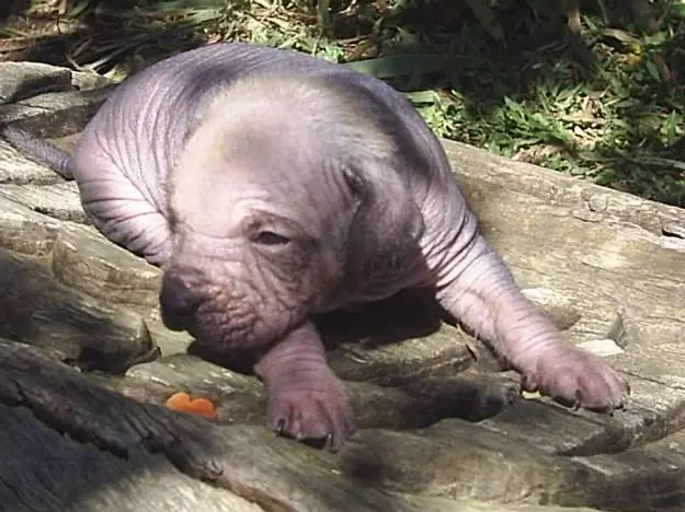 PELADO MEXICANO XOLOITZCUINTLE OU XOLO ENIGMÁTICO AMIGO