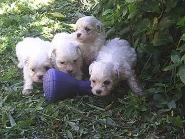 POODLE TOY GLAMOUR E SOFISTICAÇÃO