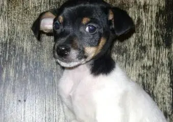 FOX TERRIER BRASILEIRO GRAÇA E LEVEZA
