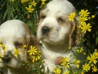 COCKER SPANIEL INGLES O CÃO CONTENTE