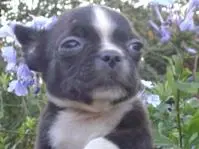 BOSTON TERRIER UM ADORAVEL SALTITANTE