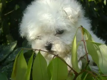 BICHON FRISÉ NOTA 10 EM TUDO