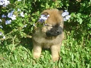 CHOW CHOW UM FELPUDO INTROVERTIDO