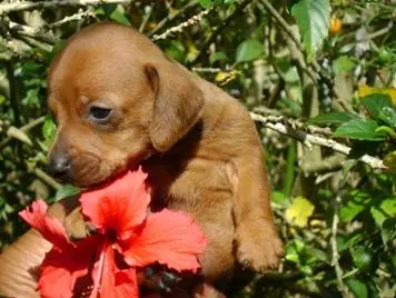 DACHSHUND TECKEL ANÃO UM ETERNO APAIXONADO