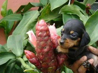DACHSHUND TECKEL ANÃO UM ETERNO APAIXONADO