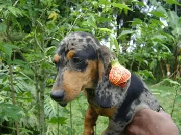 DACHSHUND TECKEL ANÃO UM ETERNO APAIXONADO