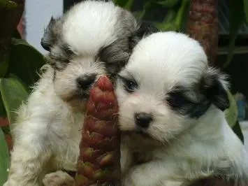 LHASA APSO O CÃOSINHO SENTINELA