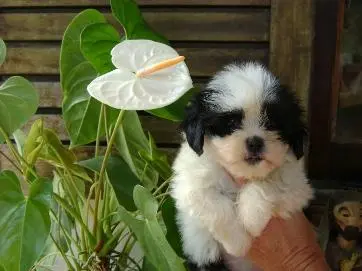 LHASA APSO O CÃOSINHO SENTINELA