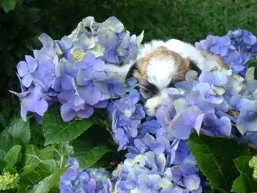 SHIH TZU UM ARROGANTE DE MENTIRINHA