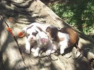 SHIH TZU UM ARROGANTE DE MENTIRINHA