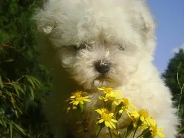 BICHON FRISÉ NOTA 10 EM TUDO