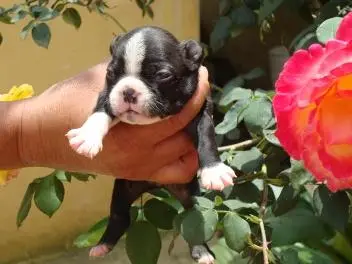 BOSTON TERRIER UM ADORAVEL SALTITANTE