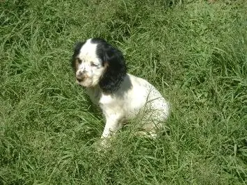 COCKER SPANIEL INGLES O CÃO CONTENTE