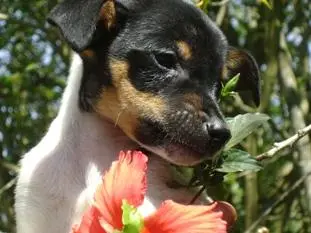 FOX TERRIER BRASILEIRO GRAÇA E LEVEZA