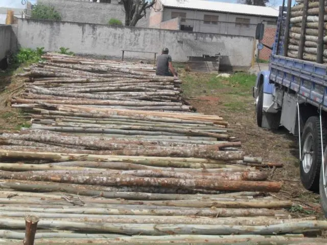 Escoras de Bracatinga e Eucalipto