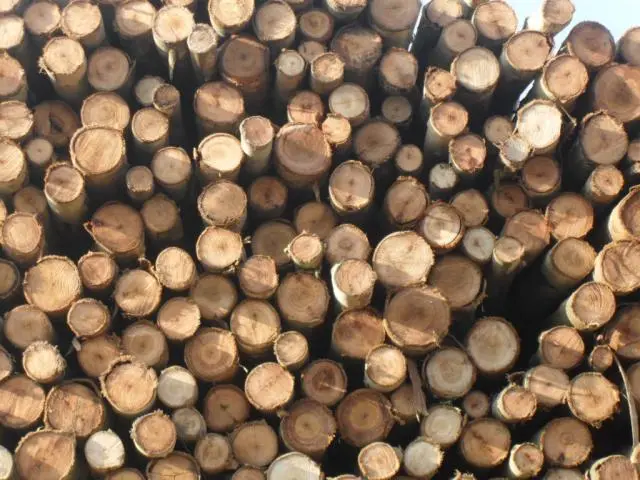 Escoras de Bracatinga e Eucalipto