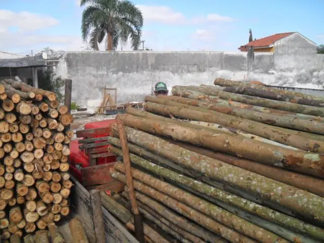 Escoramentos de Bracatinga e Eucalipto